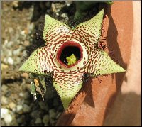 Orbea paradoxa 